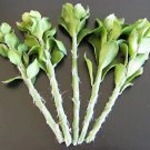 Hot Beaucarnea Gracilis Rare Nolina Elephant Foot Mexican Ponytail Palm 20 Seeds