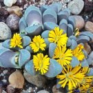 Hot White Stopper Eugenia Axillaris Rare Florida Native Wild Bird Tree Seed 50 Seeds