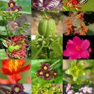 Hot White Stopper Eugenia Axillaris Rare Florida Native Wild Bird Tree Seed 10 Seeds