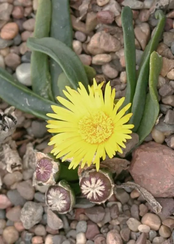 Hot Eriocactus Claviceps Rare Parodia Notocactus Cacti Cactus Semi Seed 50 Seeds