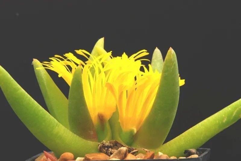 Hot Eriocactus Claviceps, Rare Parodia Schumanniana Succulent Notocactus -- 15 Seeds