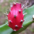 Hot Eriocactus Amplicostatus Rare Parodia Schumanniana Claviceps Notocactus 50 Seeds