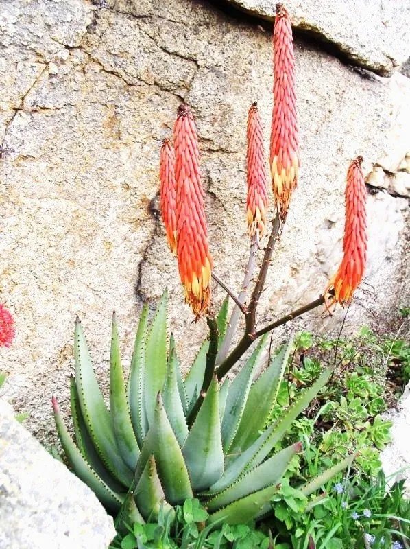 Hot Echium Fastuosum Candicans Rare Pride Of Madeira Purple Flowers Exotic 50 Seeds