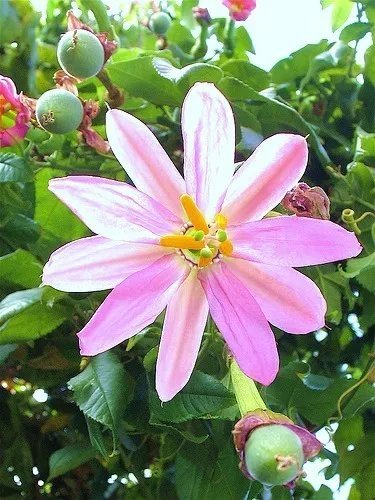 Hot Cereus Validus, Grafting Stock Grafted Cacti Night Flower Cactus Seed 100 Seeds