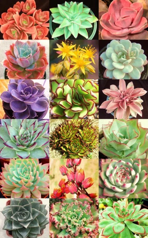 Hot Cereus Hankeanus, Grafting Stock Grafted Cacti Night Flower Cactus Seed 20 Seeds