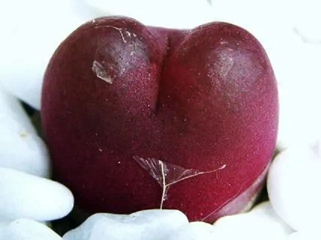 Hot Flowering Echeveria Mix, Rare Exotic Succulent Hen & Chicks Flower Seed 20 Seeds