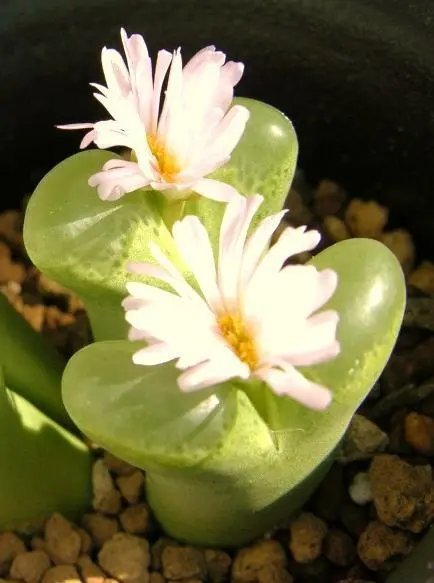 Hot Color Echeveria Mix, Rare Exotic Succulent Hen & Chicks Seed Flowering -20 Seeds