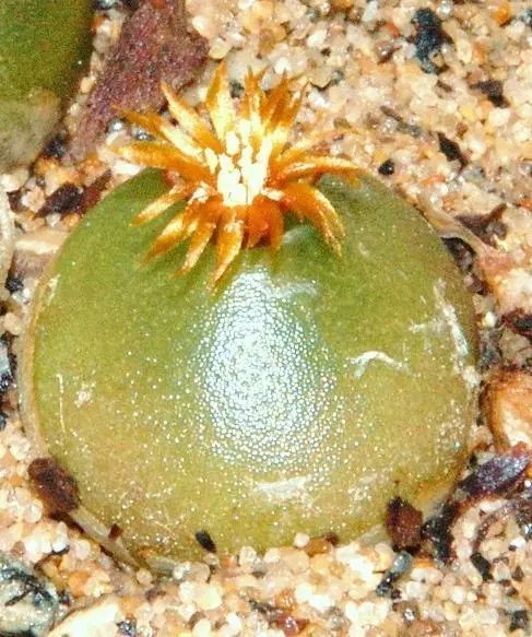 Hot Rare Lithops Mix Succulent Cactus Exotic Living Stone Desert Rock Seed 100 Seeds