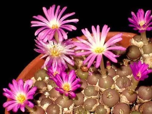 Hot Prunus Avium Wild Cherry Sweet Exotic Edible Tropical Fruit Cereza Seed 10 Seeds