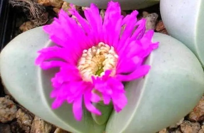 Hot Notocactus Schlosseri, Exotic Parodia Eriocactus Rare Succulent Cactus 50 Seeds
