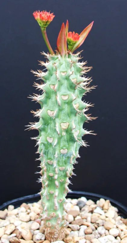 Hot Mix Columnar Cacti Outdoor Rare Cactus Garden Tall Cereus Flower Seed 100 Seeds