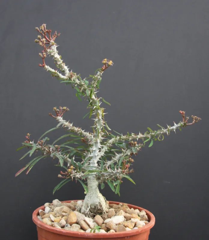 Hot Mix Columnar Cacti Outdoor Rare Cactus Garden Tall Cereus Flower Seed 50 Seeds