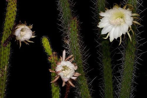 Hot Melocactus Oreas Variegated @@ Montrose Cacti Rare Exotic Cactus Seed 100 Seeds