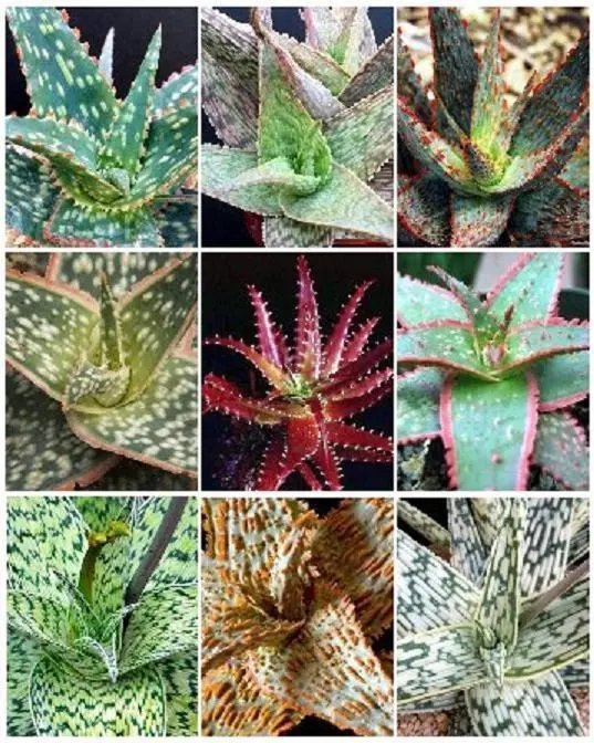 Hot Lithops Villetii Deboeri C258 Rare Exotic Living Stones Succulent Seed 100 Seeds