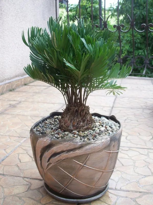 Hot Lobivia Backebergii, Echinopsis Exotic Flowering Cactus Cacti Rare Seed 50 Seeds
