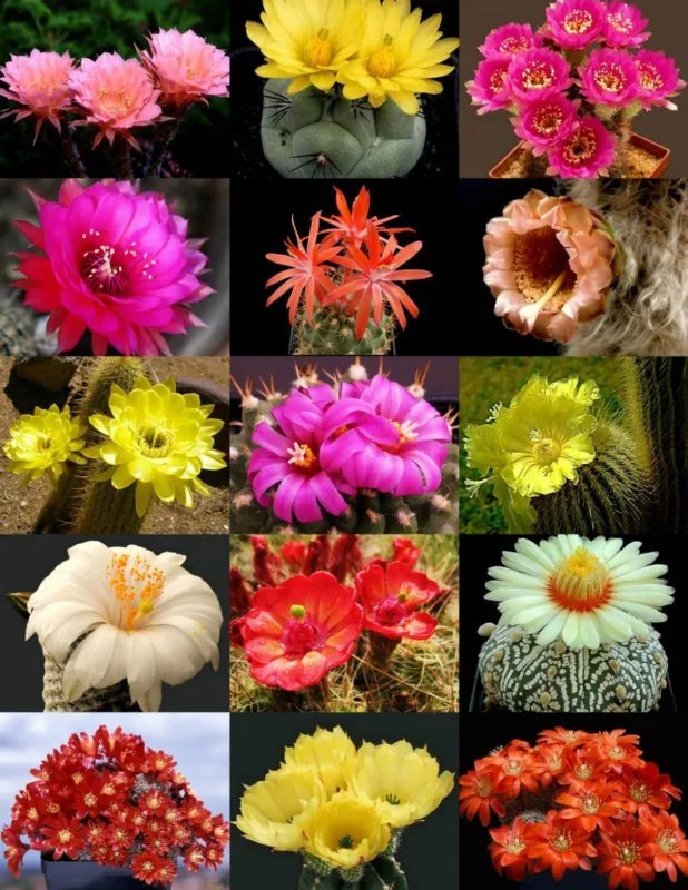 Hot Lithops Hookeri Vermiculate Form C336 Rare Living Stones Exotic Mesemb 100 Seeds