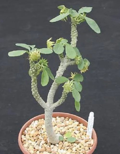Hot Giant Spanish Dagger Yucca Carnerosana @ Seed Succulent Rare Aloe Agave 50 Seeds