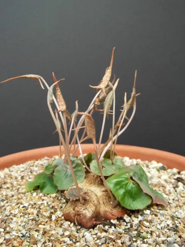 Hot Giant Spanish Dagger Yucca Carnerosana @ Seed Succulent Rare Aloe Agave 30 Seeds