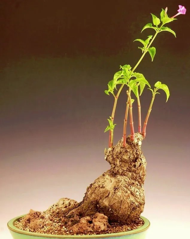 Hot Cilantro Herb-Coriander (Coriandrum Sativum) Recao Latin Cuisine Spice 200 Seeds