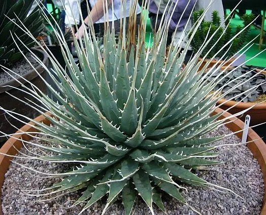 Hot Rare Lithops Mix Succulent Cactus Exotic Living Stones Desert Rock Seed 15 Seeds