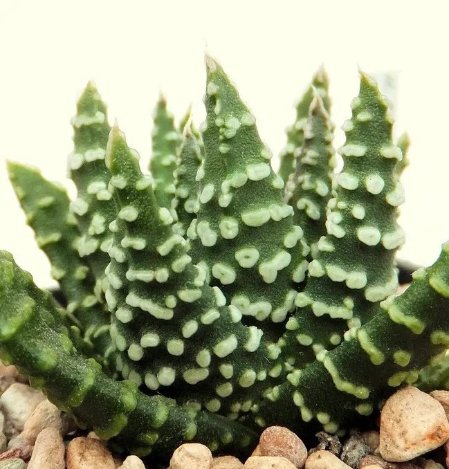 Hot Dioscorea Elephantipes Rare Testudinaria Elephant Foot Yam Caudiciform 5 Seeds