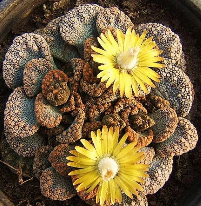 Hot Karoo Rose - Lapidaria Margaretae Rare Mesembs Living Stone Exotic Seed 15 Seeds
