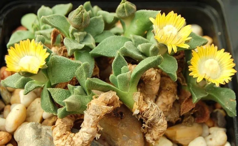 Hot Flowering Succulent Mix Rare Plant Exotic Cactus Flower Succulents Seed 30 Seeds