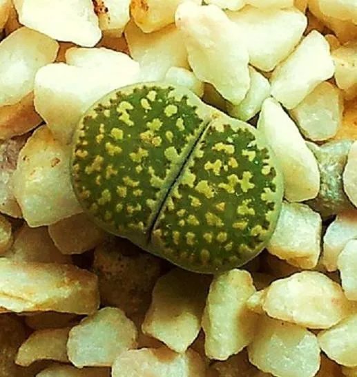 Hot Giant Spanish Dagger -Yucca Carnerosana Seed Succulent Rare Aloe Agave -15 Seeds