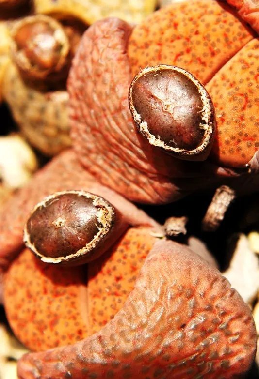 Hot Lithops Hookeri Lutea Rare Living Stones Exotic Mesembs Live Rocks Seed 50 Seeds