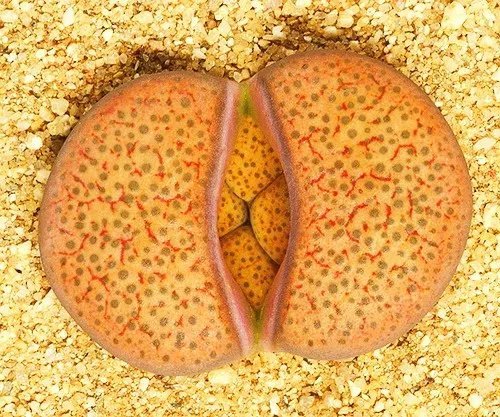 Hot Lithops Divergens Amethystina, Rare Mesembs Living Stones Cactus Seed 50 Seeds