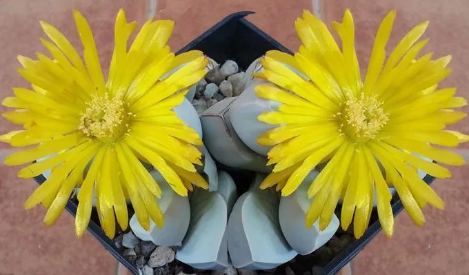 Hot Gymnocalycium Marquezii Rare Cactus Plant Flower Succulent Cacti Seed 100 Seeds
