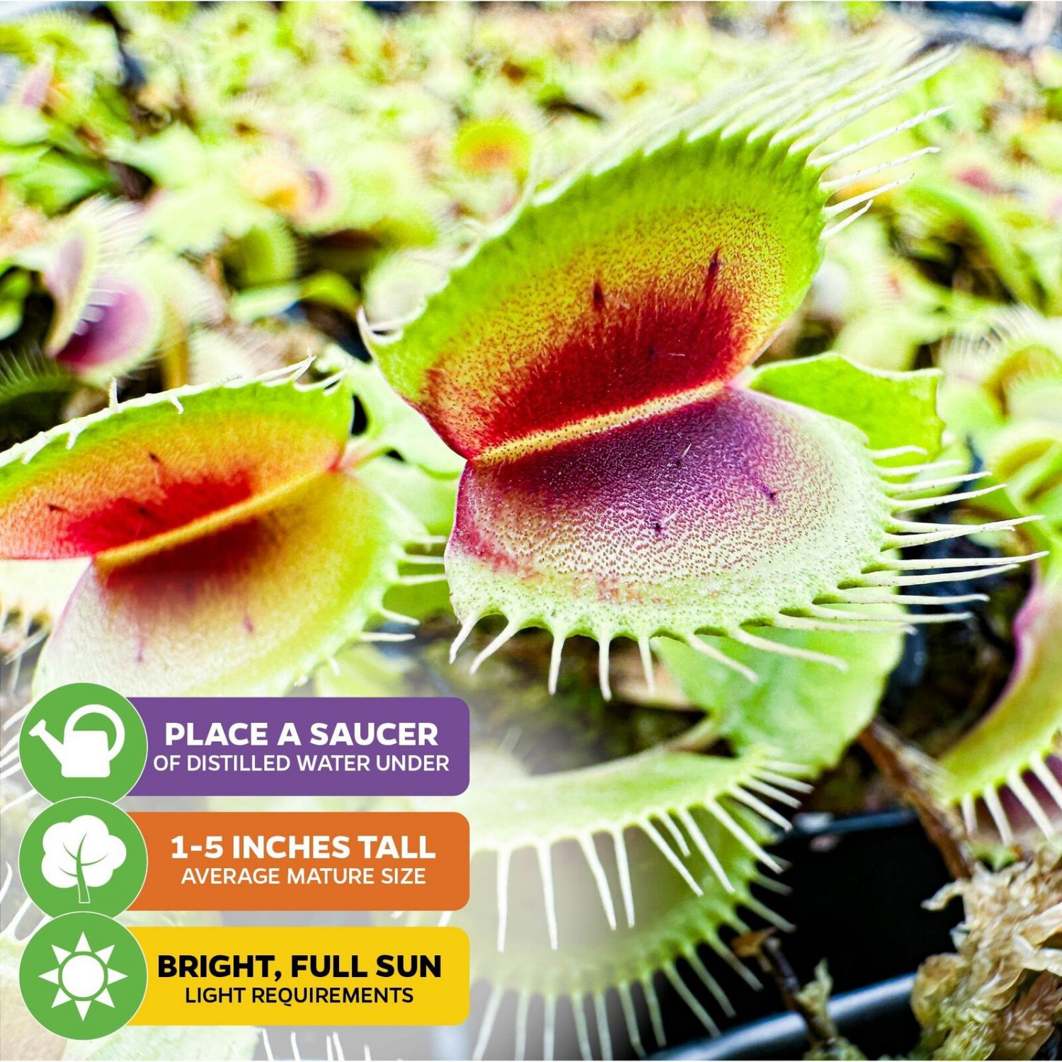 Mammoth Venus Fly Trap