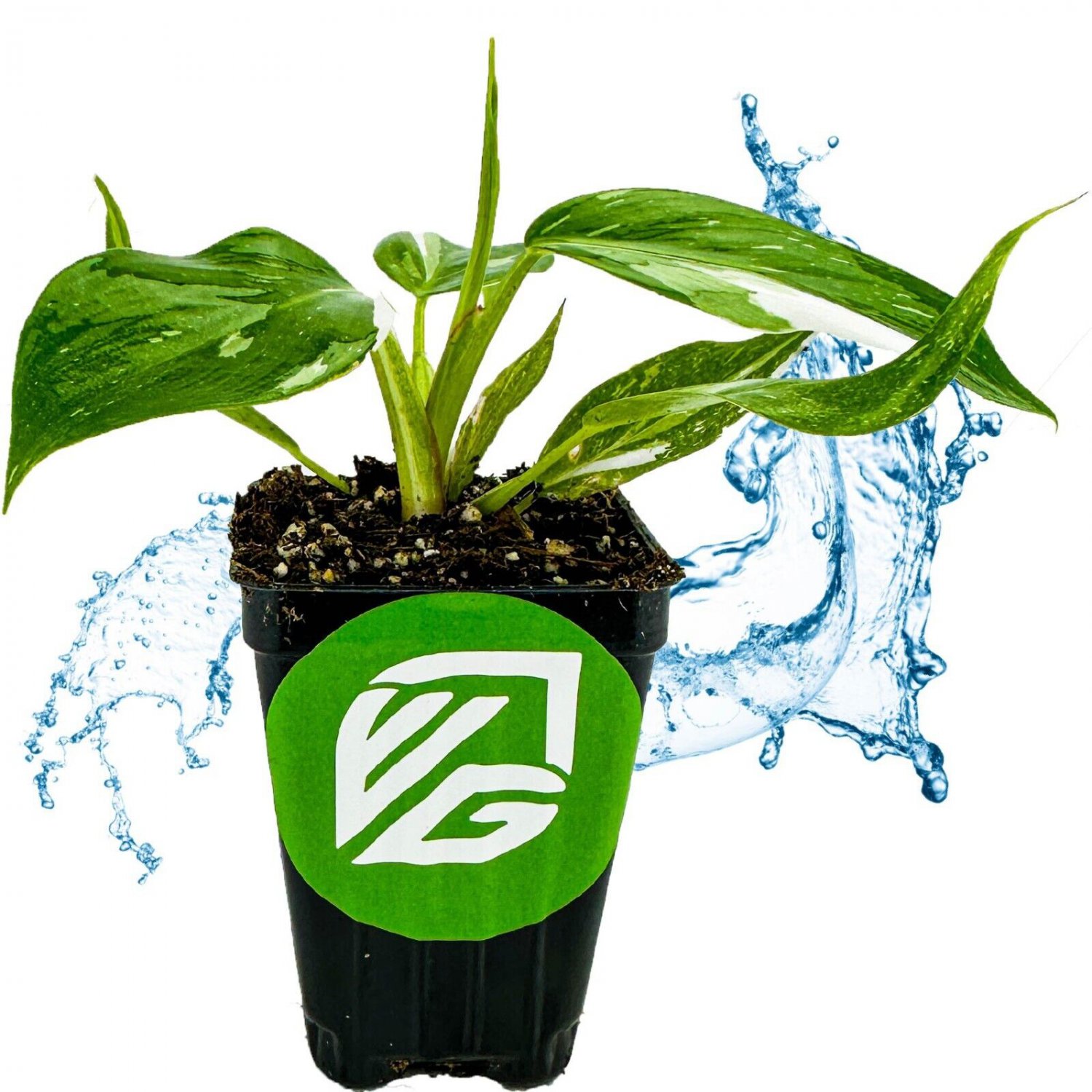 White Princess live plant