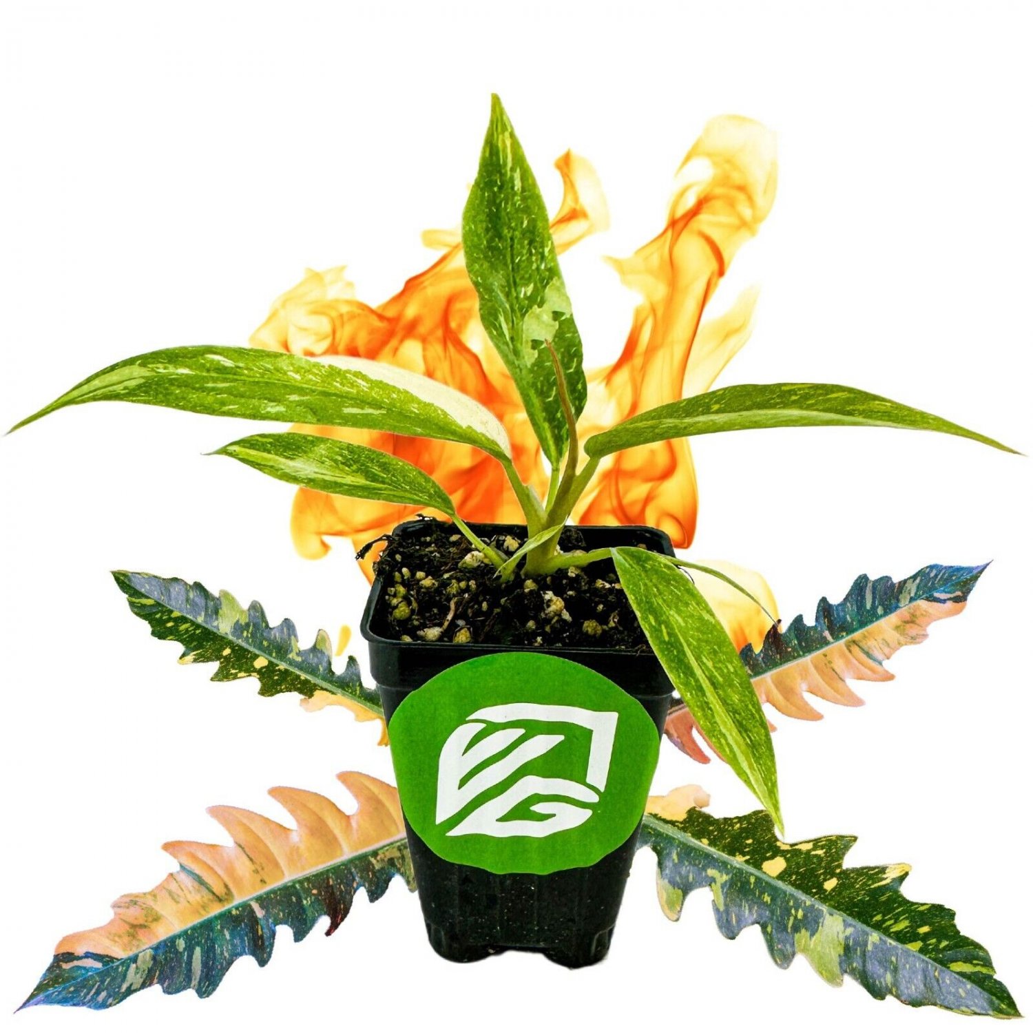 Ring of Fire live plant