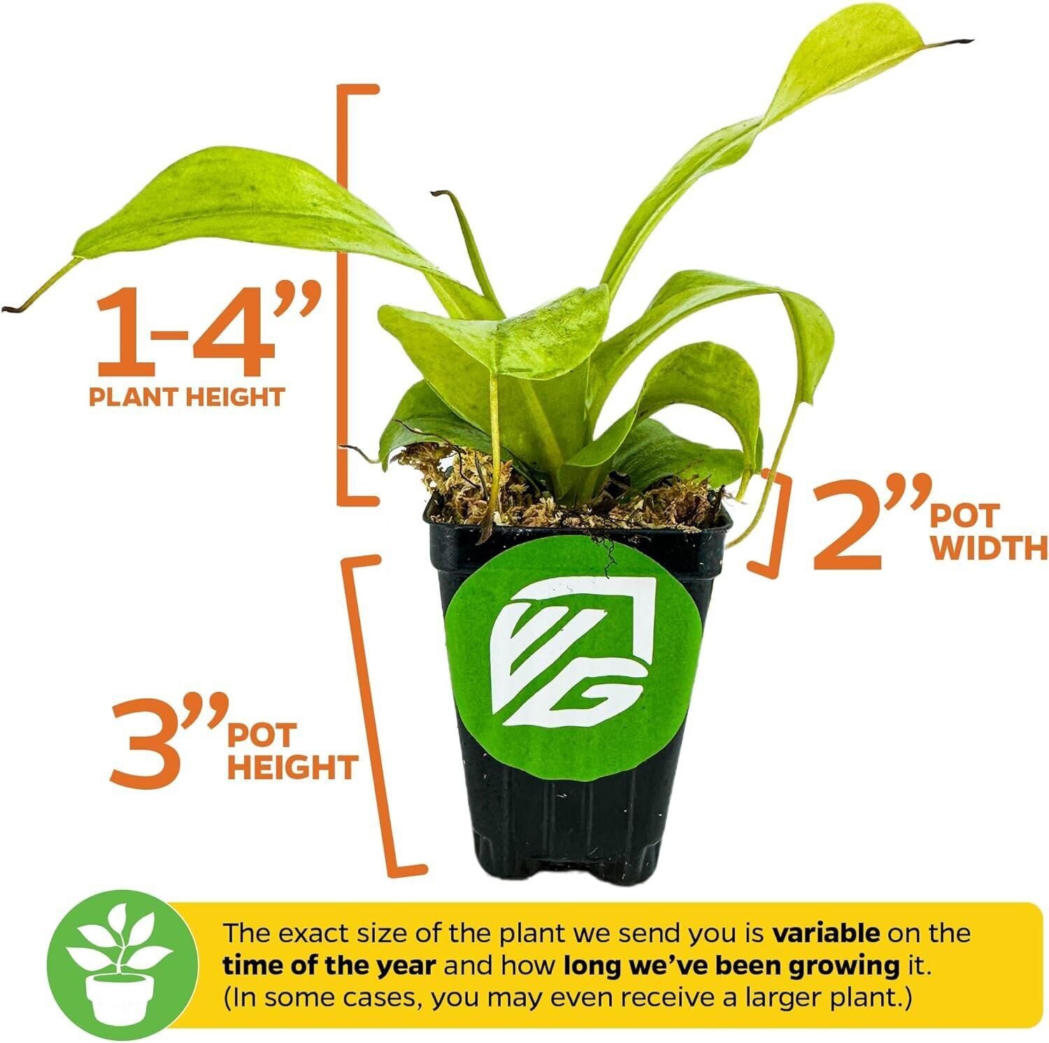 Lemon Alata Live Carnivorous Pitcher Plant live plant