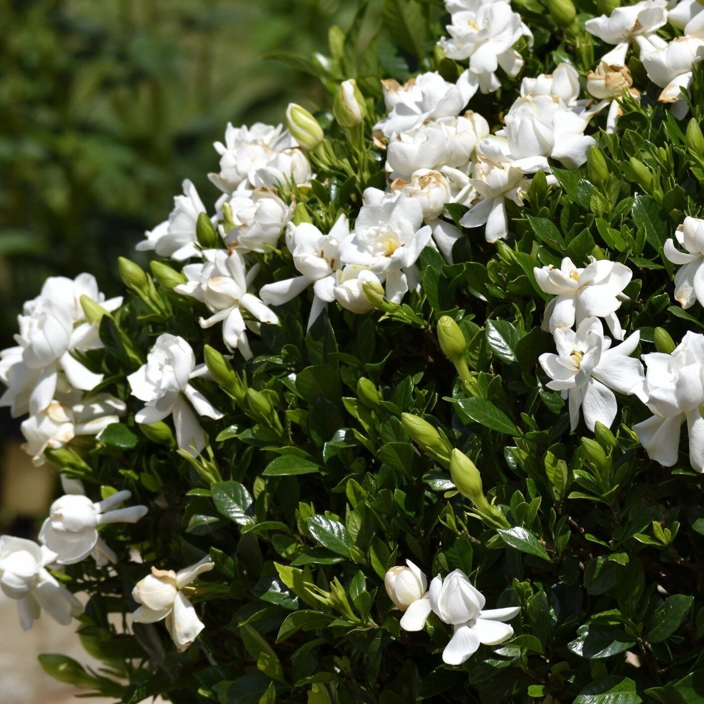 Dwarf Gardenia jasminoides Radicans live plant