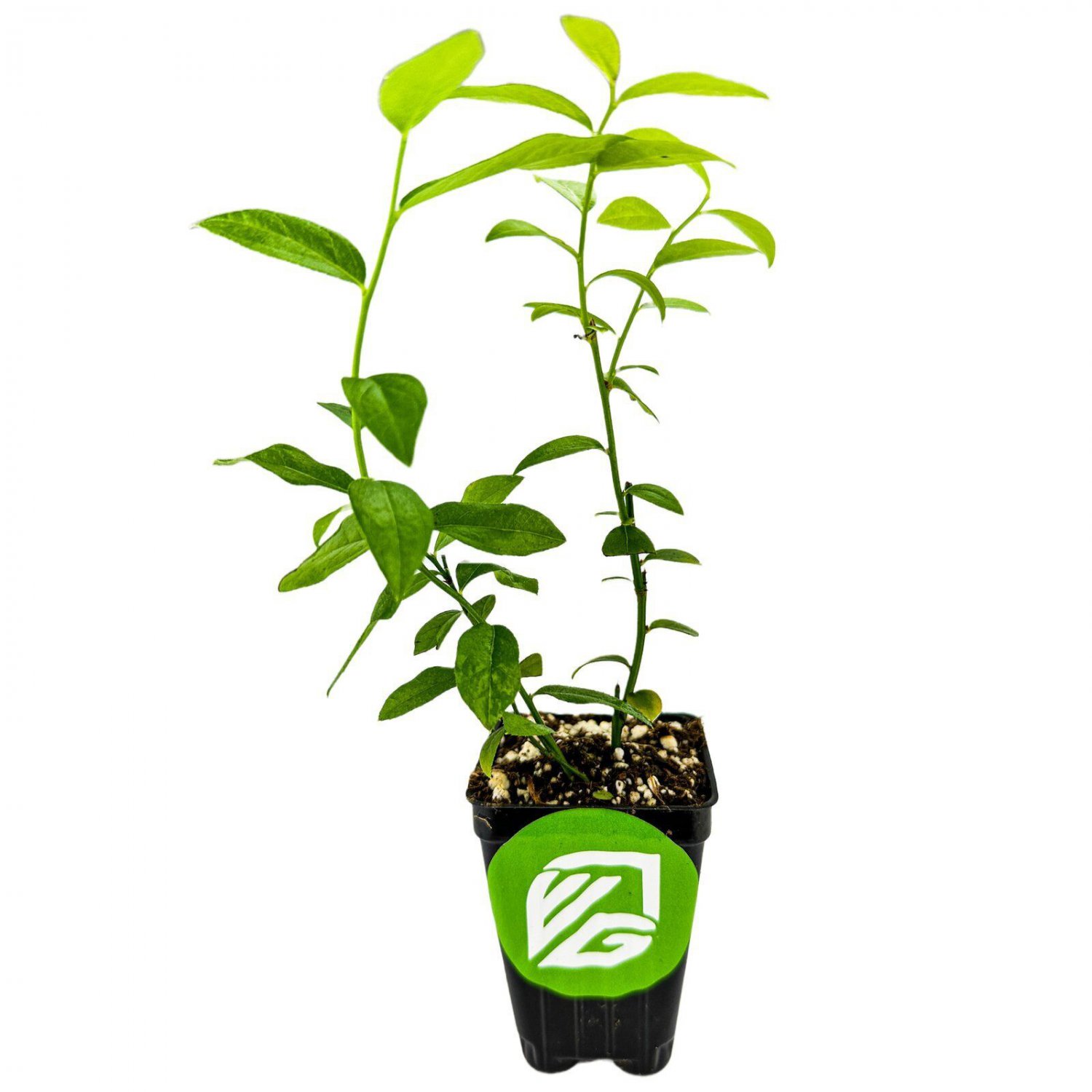 Pink Lemonade Blueberry (Rabbiteye) live plant