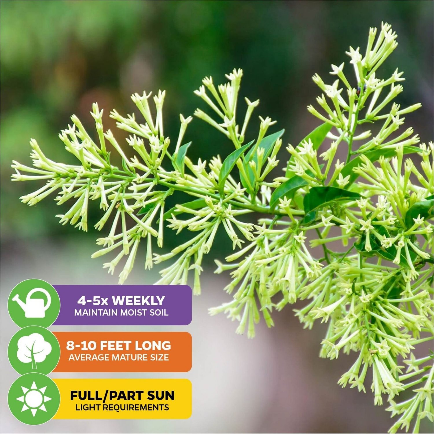 Night Blooming Jasmine - Cestrum nocturnum live plant