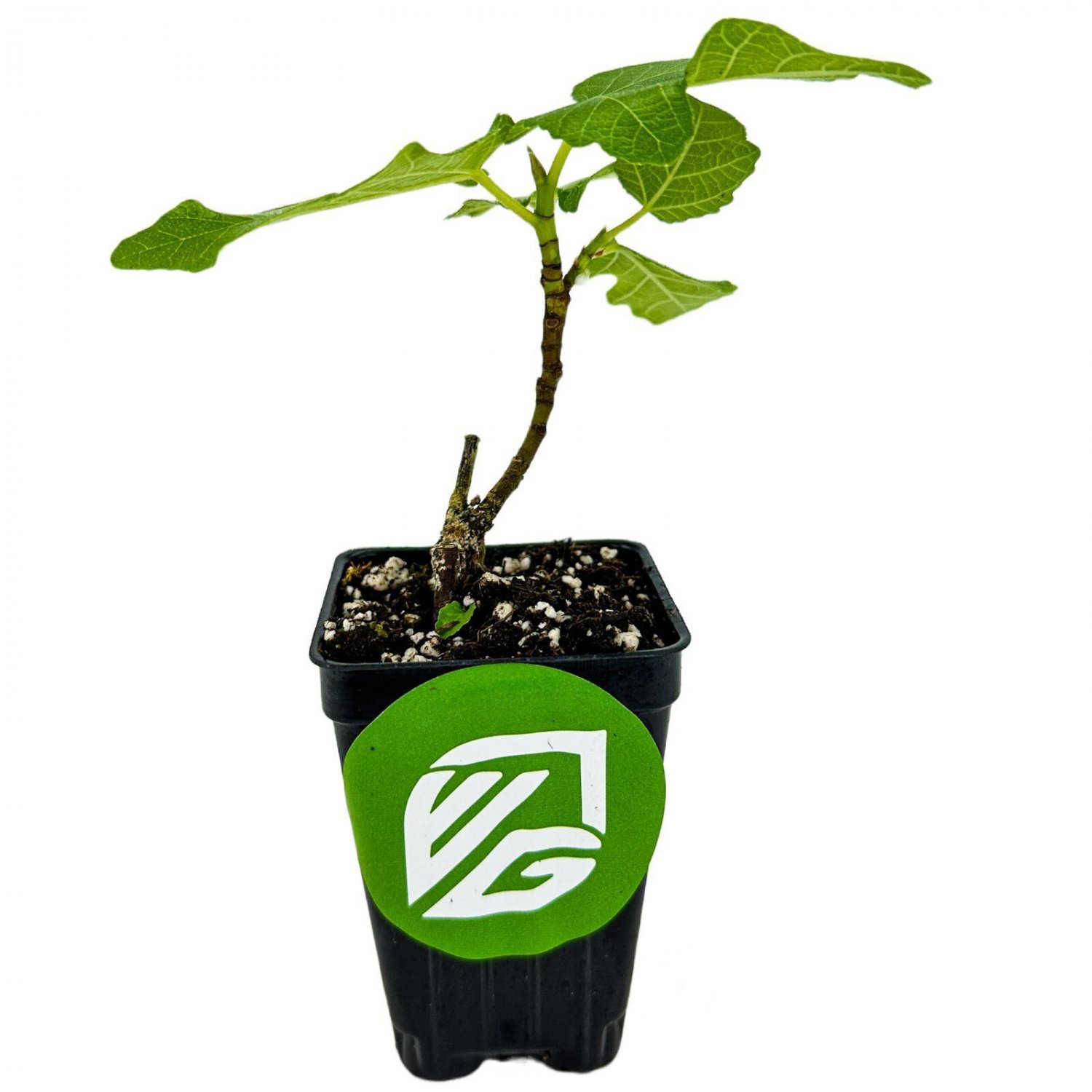 Texas Everbearing Fig - Ficus carica live plant
