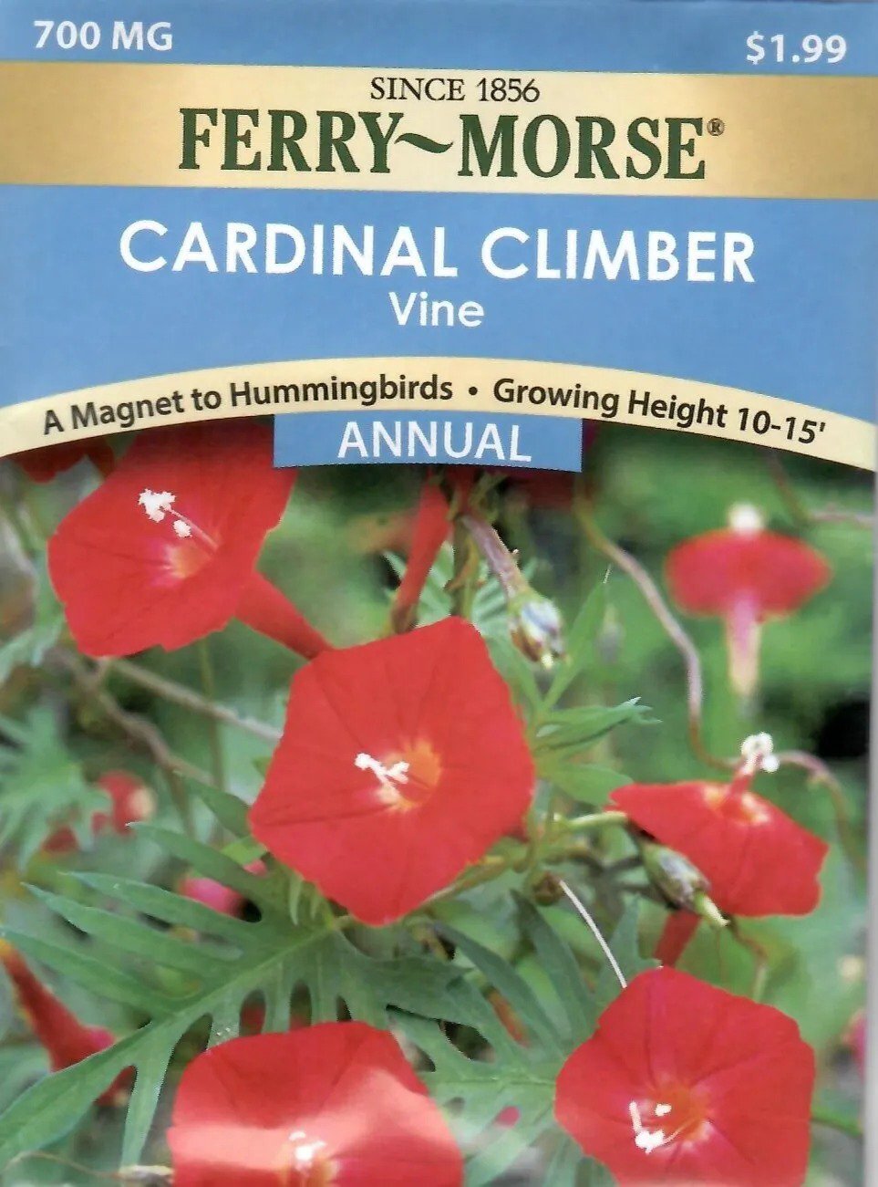 Cardinal Climber Vine Flower Seeds NonGmo