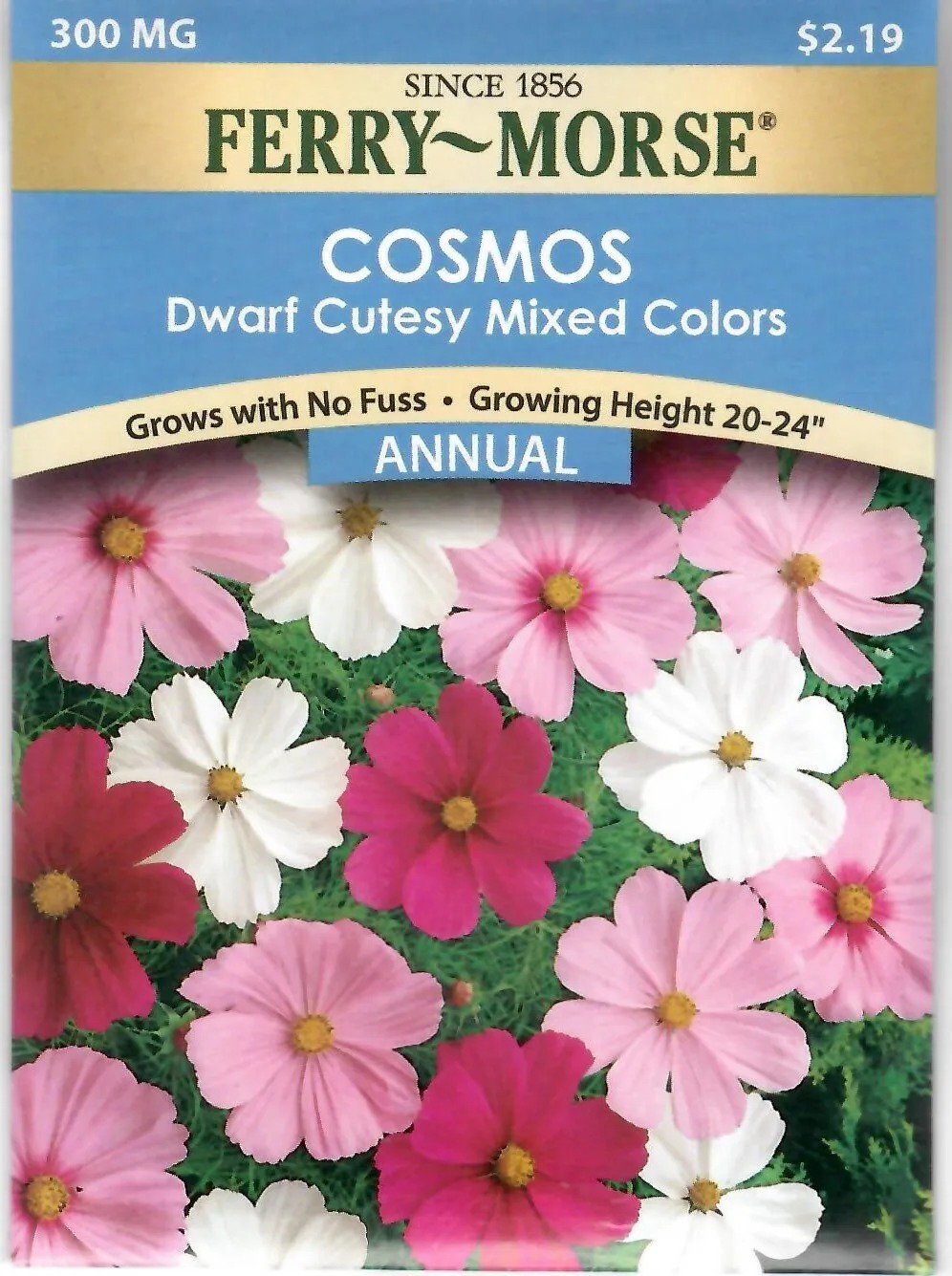 Cosmos Dwarf Cutsey Mixed Colors Flower Seeds