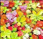 600 Sedum Seeds Autumn Mix Succulent Ground Cover Stonecrop Rare Pollinator
