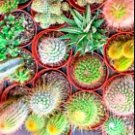 100 Cactus Seed Mix Cacti Hardy Rare Exotic Flowering Succulents Organic