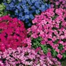 1000 Rock Cress Seeds Royal Hummingbird Autumn Mix