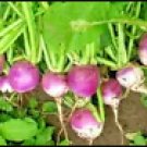 2000 Turnip Seeds Purple Top White Globe Non-Gmo 