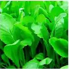 2000 Mustard Florida Broadleaf Spring Seeds Microgreens Heirloom Garden Non Gmo