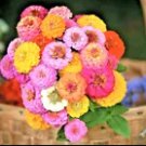 250 Zinnia Hummingbird Lilliput Seeds Autumn Mix Flowers 