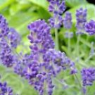800 Lavender Seeds Autumn Herb Bees Non Gmo 