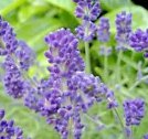800 Lavender Seeds Autumn Herb Bees Non Gmo&Acirc;&nbsp;