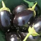 300 Eggplant Seeds Black Beauty Spring Vegetable Garden Heirloom Non Gmo